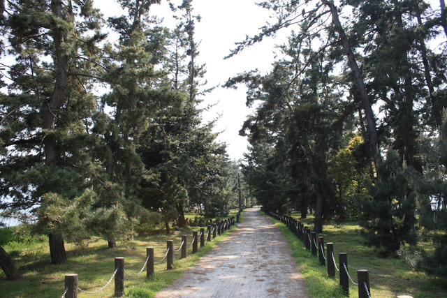 特別名勝・天橋立５１の写真の写真