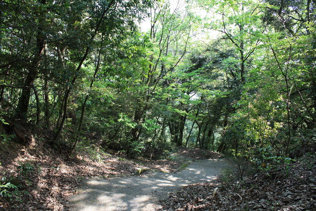 特別名勝・天橋立５５の写真の写真