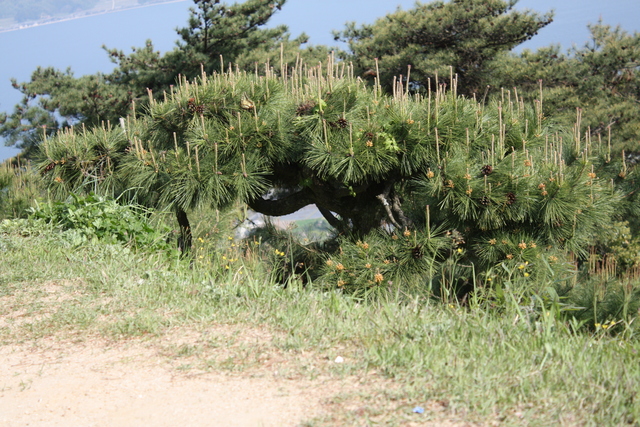 特別名勝・天橋立・新緑の松の写真の写真