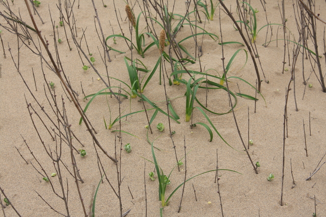 山陰海岸国立公園・天然記念物・鳥取砂丘３の写真の写真