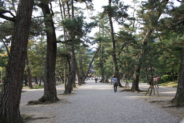 出雲大社・参道５の写真の写真