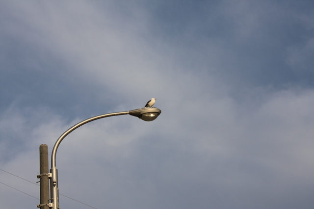 ウミネコ１の写真の写真