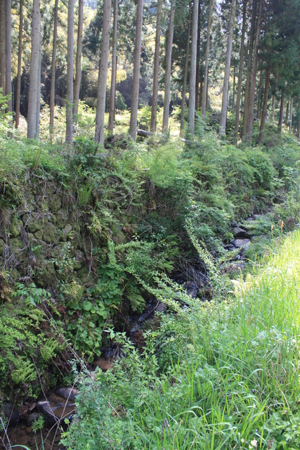 石見銀山遺跡２５の写真の写真