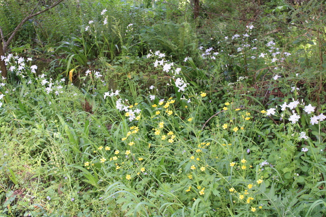 石見銀山・野草１の写真の写真