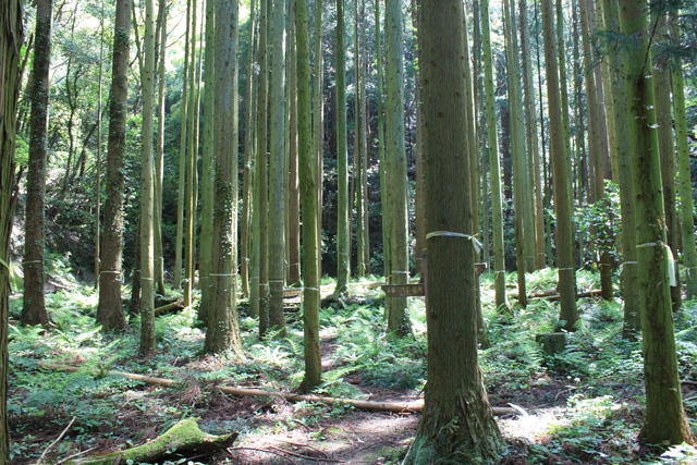 石見銀山遺跡３２の写真の写真