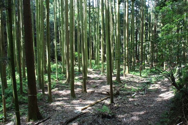 石見銀山遺跡３４の写真の写真