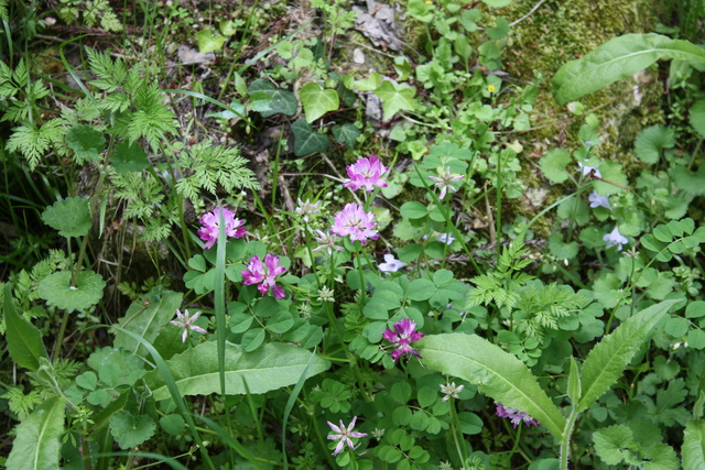 石見銀山・野草２の写真の写真