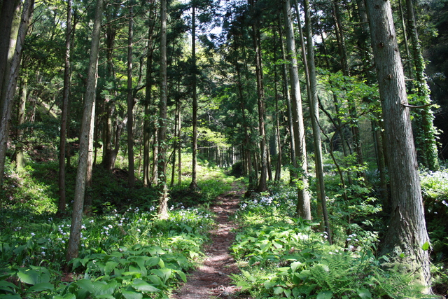 石見銀山２５の写真の写真