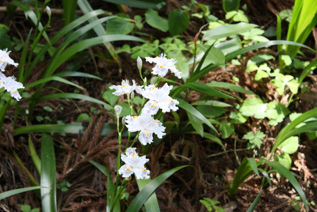 石見銀山・野草の写真の写真
