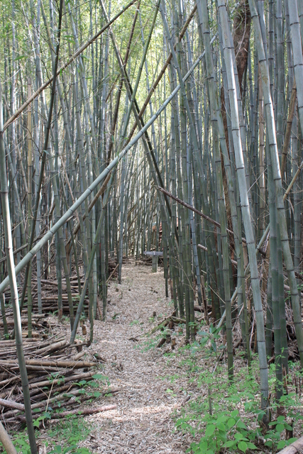 石見銀山４１の写真の写真