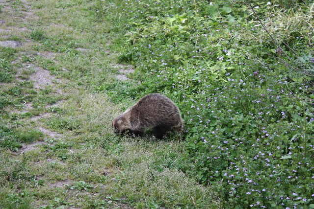 いのしし１の写真の写真