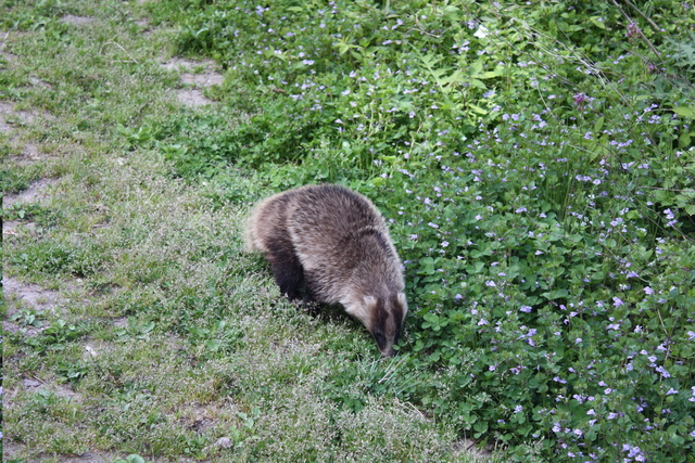 いのしし２の写真の写真