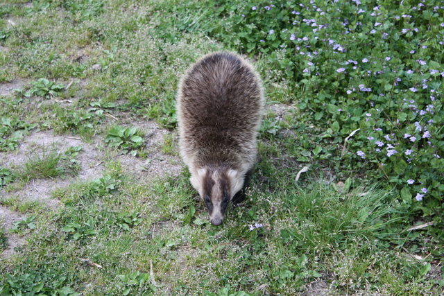 いのしし３の写真の写真