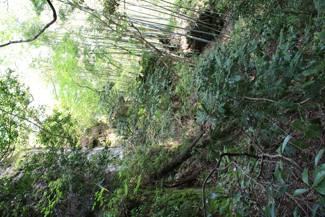 石見銀山５６の写真の写真