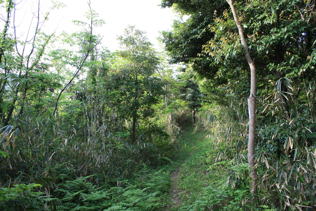 世界遺産・石見銀山遺跡・鞆ヶ浦道７の写真の写真
