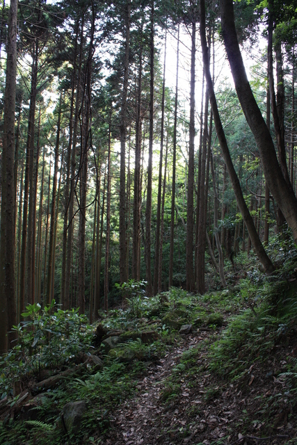 世界遺産・石見銀山遺跡・鞆ヶ浦道３２の写真の写真