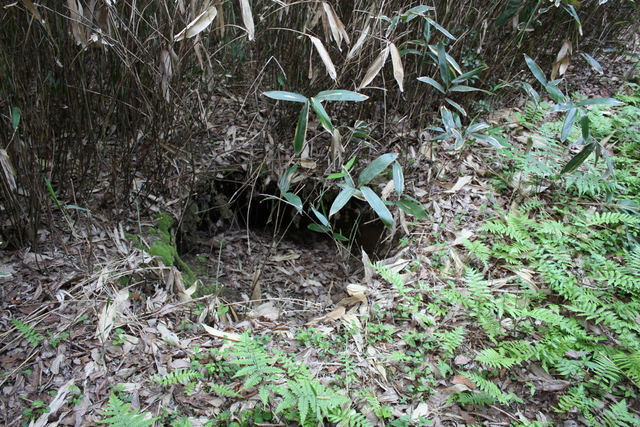 世界遺産・石見銀山遺跡・鞆ヶ浦道３６の写真の写真