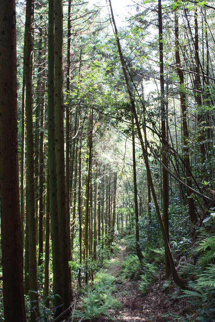 世界遺産・石見銀山遺跡・鞆ヶ浦道６２の写真の写真