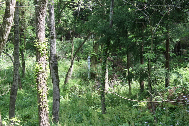 世界遺産・石見銀山遺跡・鞆ヶ浦道８３の写真の写真
