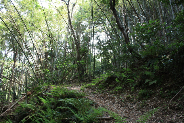 世界遺産・石見銀山遺跡・鞆ヶ浦道１０４の写真の写真
