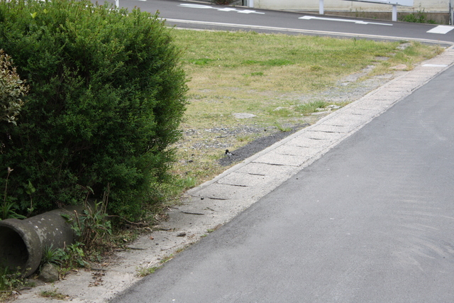 世界遺産・石見銀山遺跡・温泉津沖泊道６１の写真の写真