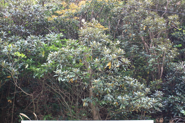 世界遺産・石見銀山遺跡・沖泊１の写真の写真