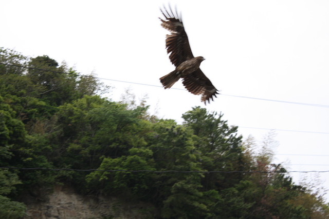 世界遺産・石見銀山遺跡・沖泊６４の写真の写真