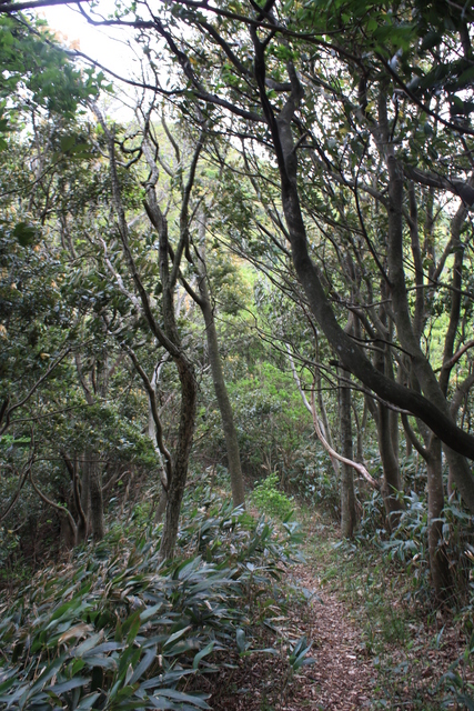 世界遺産・石見銀山遺跡・銀鉱山跡と鉱山町・矢滝城跡６の写真の写真