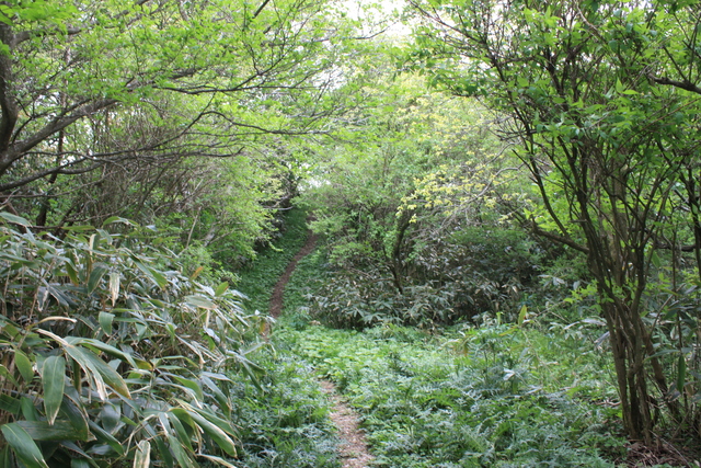 世界遺産・石見銀山遺跡・銀鉱山跡と鉱山町・矢滝城跡７の写真の写真