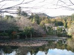 世界遺産・史跡・名勝・竜安寺（龍安寺）・庭園・鏡容池に浮かぶ蓮