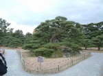 高松・特別名勝・栗林公園・庭園・鶴亀松