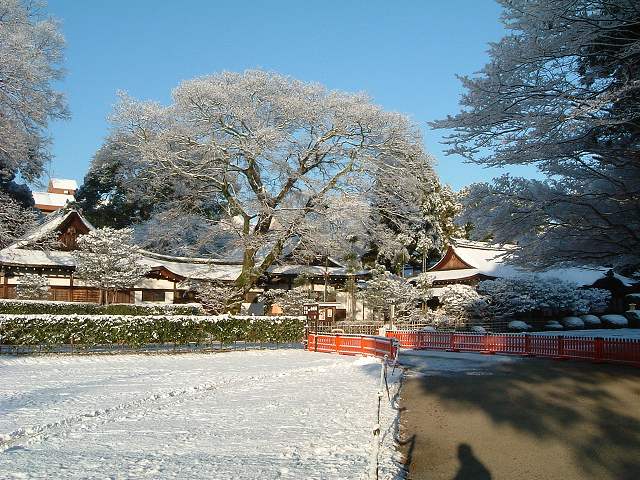 世界遺産・京都・賀茂別雷神社１の写真の写真