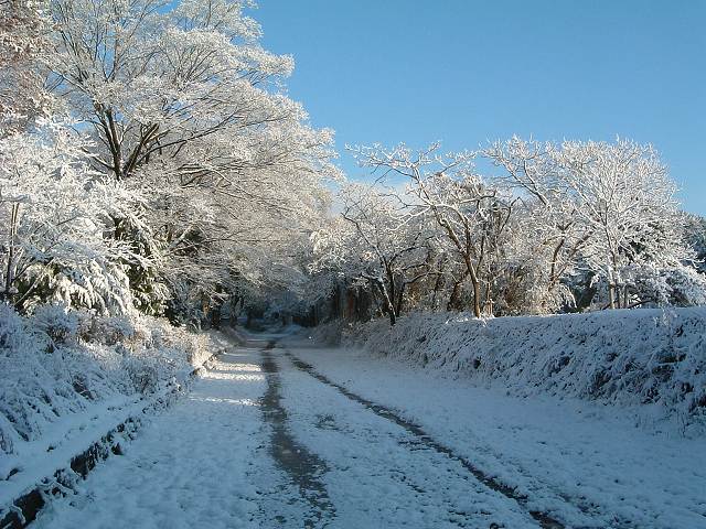 世界遺産・京都・賀茂別雷神社２の写真の写真