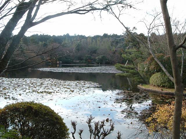 世界遺産・史跡・名勝・竜安寺（龍安寺）・庭園・山門を入るとすぐに見られる鏡容池の写真の写真