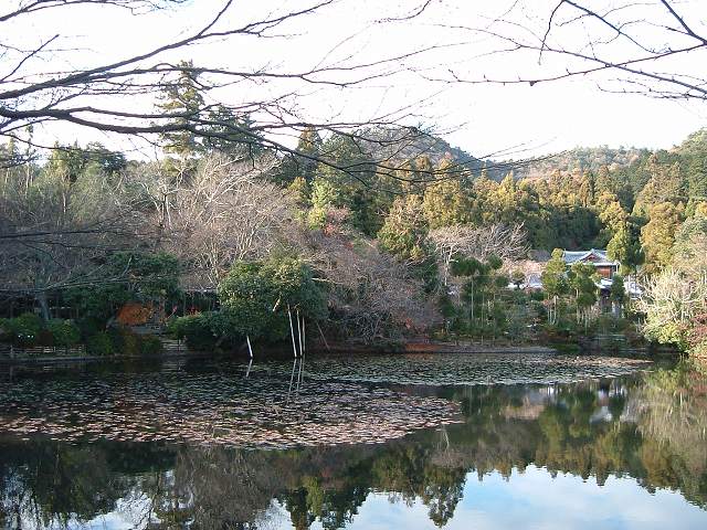 世界遺産・史跡・名勝・竜安寺（龍安寺）・庭園・鏡容池に浮かぶ蓮の写真の写真