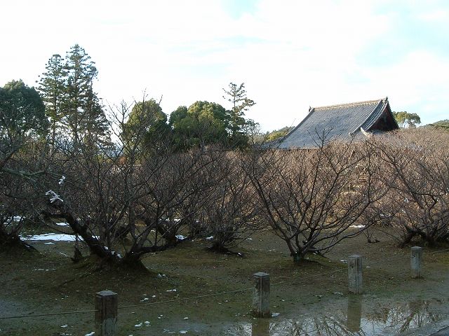 世界遺産・京都・仁和寺２の写真の写真