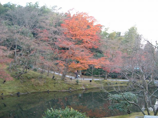 京都・高台寺・庭園５の写真の写真