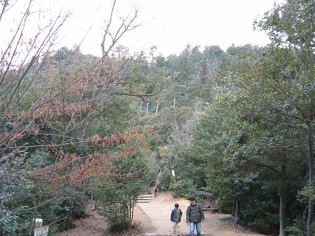 世界遺産・宮島・弥山原始林の写真の写真