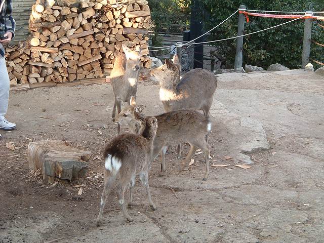 世界遺産・宮島・弥山・山頂にいる鹿の写真の写真