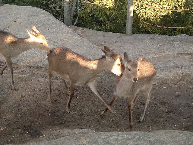 世界遺産・宮島・弥山・戯れる鹿の写真の写真