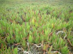 ロカ岬の周囲に生える野草