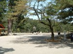 特別史跡・特別名勝・毛越寺・南大門跡付近から見る庭園