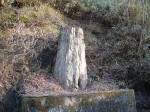 特別天然記念物・根反の大珪化木
