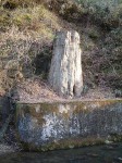 特別天然記念物・根反の大珪化木・石炭になり損なった木