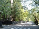 重要伝統的建造物群保存地区・角館・シダレザクラやモミの木が生い茂る
