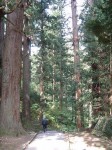 特別天然記念物・羽黒山・出羽三山神社・羽黒山のスギ並木・樹令300～600年の杉並木