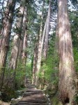 特別天然記念物・羽黒山・出羽三山神社・羽黒山のスギ並木・石段の終わりは見えない