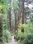 特別天然記念物・羽黒山・出羽三山神社・羽黒山のスギ並木・杉並木はまだまだ続く