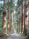 特別天然記念物・羽黒山・出羽三山神社・羽黒山のスギ並木・石段はまだまだ続く