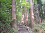 特別天然記念物・羽黒山のスギ並木・樹齢約1000年というだけあって杉の幹が太い